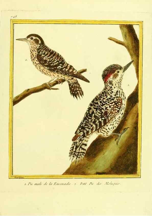 Reproducción/Reproduction 49639616433: Planches enluminées d'histoire naturelle. Paris? :s.n.,1765-1783?. 