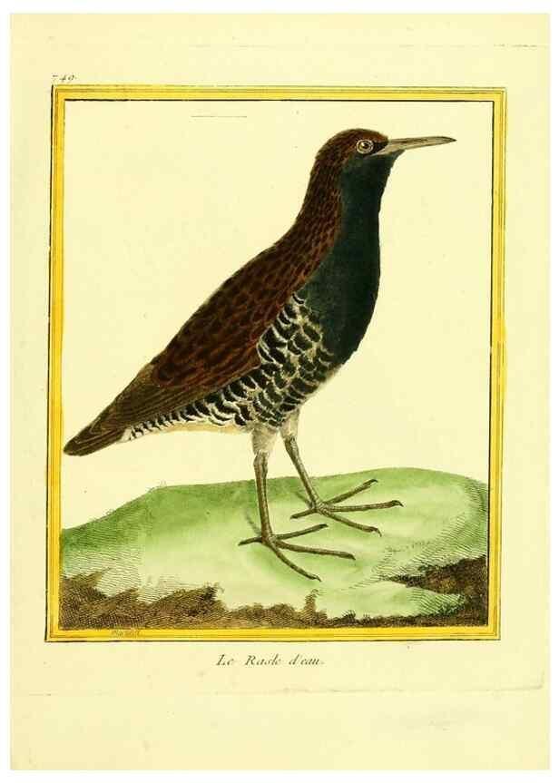 Reproducción/Reproduction 49640413027: Planches enluminées d'histoire naturelle. Paris? :s.n.,1765-1783?. 