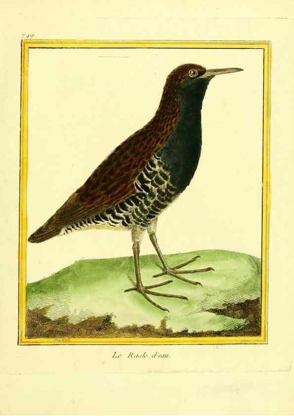 Reproducción/Reproduction 49640413027: Planches enluminées d'histoire naturelle. Paris? :s.n.,1765-1783?. 