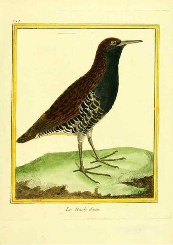 Reproducción/Reproduction 49640413027: Planches enluminées d'histoire naturelle. Paris? :s.n.,1765-1783?. 