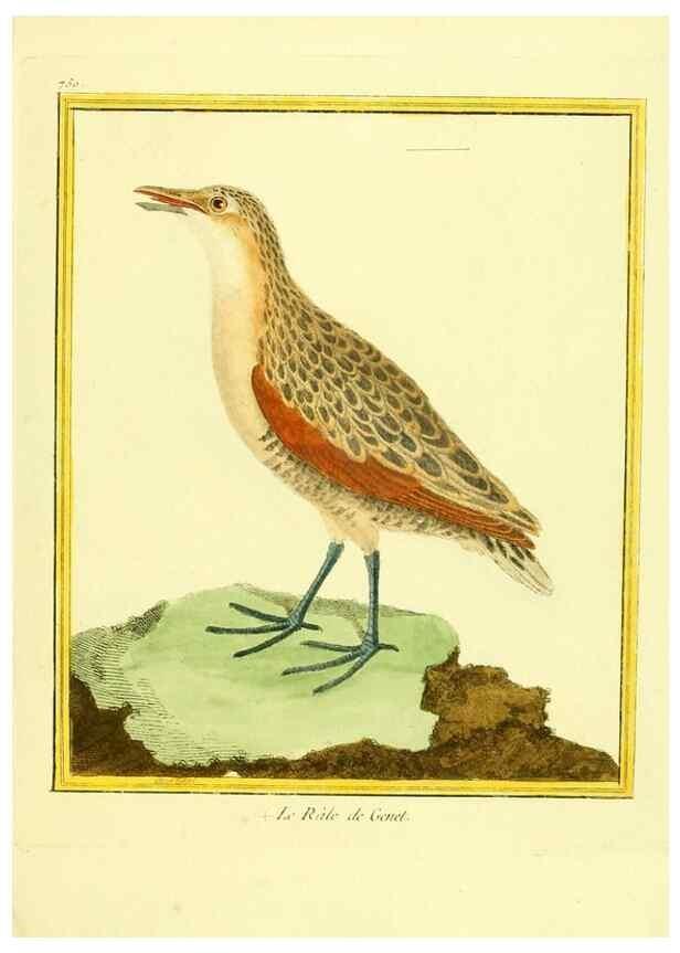 Reproducción/Reproduction 49639616853: Planches enluminées d'histoire naturelle. Paris? :s.n.,1765-1783?. 