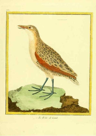 Reproducción/Reproduction 49639616853: Planches enluminées d'histoire naturelle. Paris? :s.n.,1765-1783?. 