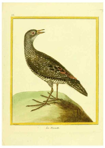 Reproducción/Reproduction 49639617078: Planches enluminées d'histoire naturelle. Paris? :s.n.,1765-1783?. 