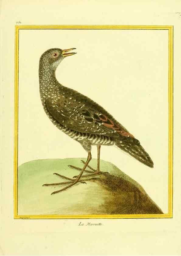 Reproducción/Reproduction 49639617078: Planches enluminées d'histoire naturelle. Paris? :s.n.,1765-1783?. 
