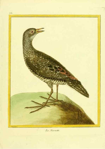 Reproducción/Reproduction 49639617078: Planches enluminées d'histoire naturelle. Paris? :s.n.,1765-1783?. 