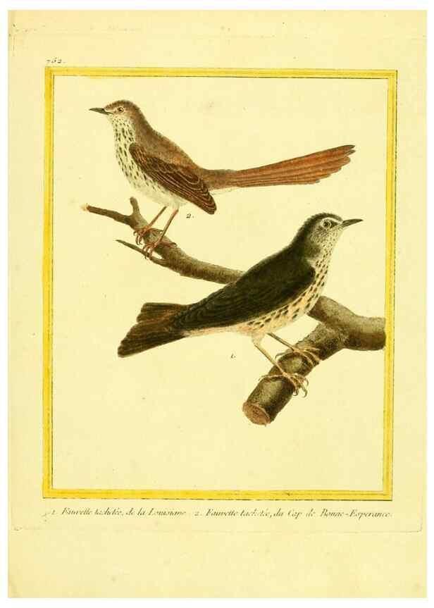 Reproducción/Reproduction 49640413732: Planches enluminées d'histoire naturelle. Paris? :s.n.,1765-1783?. 