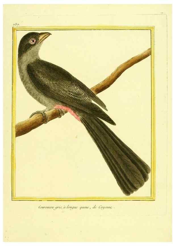 Reproducción/Reproduction 49639613143: Planches enluminées d'histoire naturelle. Paris? :s.n.,1765-1783?. 