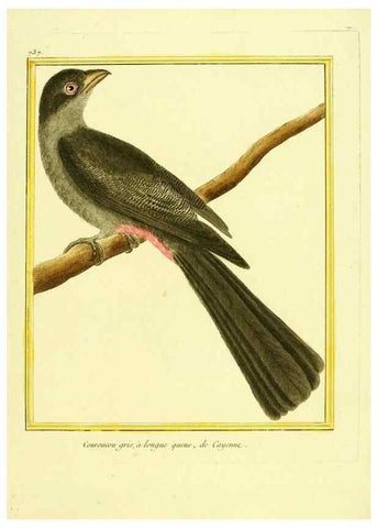 Reproducción/Reproduction 49639613143: Planches enluminées d'histoire naturelle. Paris? :s.n.,1765-1783?. 