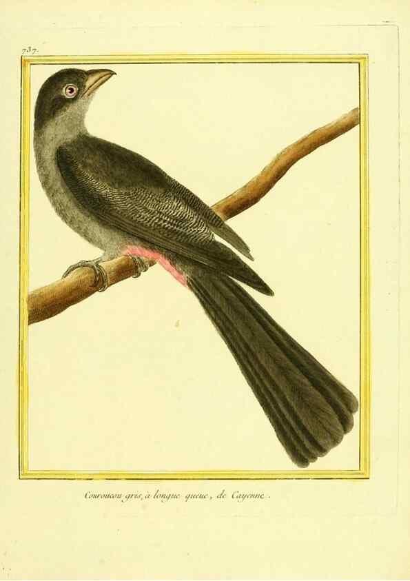Reproducción/Reproduction 49639613143: Planches enluminées d'histoire naturelle. Paris? :s.n.,1765-1783?. 