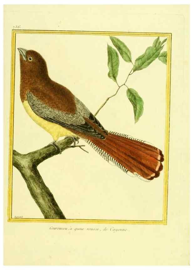 Reproducción/Reproduction 49640136376: Planches enluminées d'histoire naturelle. Paris? :s.n.,1765-1783?. 