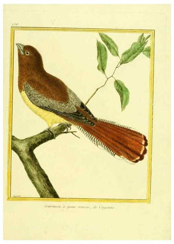 Reproducción/Reproduction 49640136376: Planches enluminées d'histoire naturelle. Paris? :s.n.,1765-1783?. 
