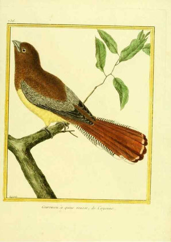 Reproducción/Reproduction 49640136376: Planches enluminées d'histoire naturelle. Paris? :s.n.,1765-1783?. 