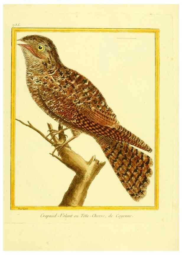 Reproducción/Reproduction 49640136131: Planches enluminées d'histoire naturelle. Paris? :s.n.,1765-1783?. 