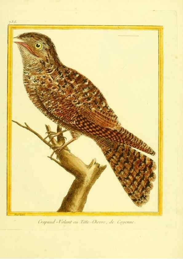 Reproducción/Reproduction 49640136131: Planches enluminées d'histoire naturelle. Paris? :s.n.,1765-1783?. 