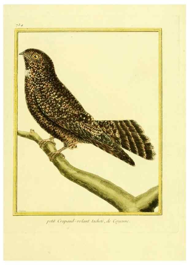 Reproducción/Reproduction 49640135856: Planches enluminées d'histoire naturelle. Paris? :s.n.,1765-1783?. 