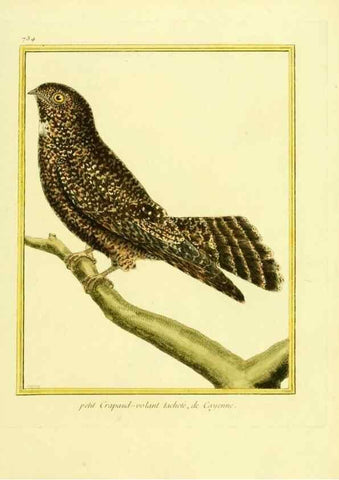 Reproducción/Reproduction 49640135856: Planches enluminées d'histoire naturelle. Paris? :s.n.,1765-1783?. 