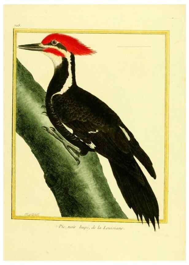 Reproducción/Reproduction 49640131801: Planches enluminées d'histoire naturelle. Paris? :s.n.,1765-1783?. 