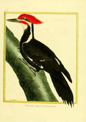 Reproducción/Reproduction 49640131801: Planches enluminées d'histoire naturelle. Paris? :s.n.,1765-1783?. 