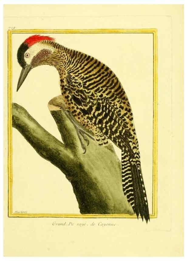 Reproducción/Reproduction 49640404902: Planches enluminées d'histoire naturelle. Paris? :s.n.,1765-1783?. 