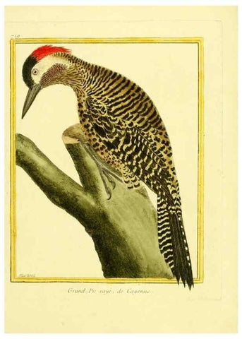 Reproducción/Reproduction 49640404902: Planches enluminées d'histoire naturelle. Paris? :s.n.,1765-1783?. 
