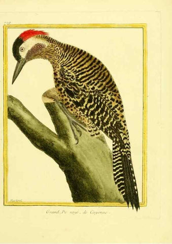 Reproducción/Reproduction 49640404902: Planches enluminées d'histoire naturelle. Paris? :s.n.,1765-1783?. 