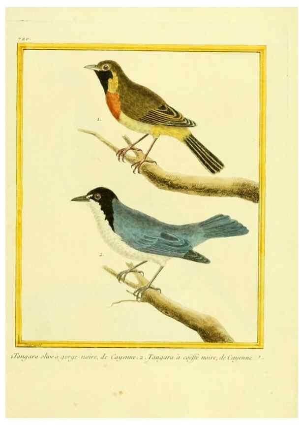 Reproducción/Reproduction 49640132331: Planches enluminées d'histoire naturelle. Paris? :s.n.,1765-1783?. 