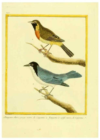 Reproducción/Reproduction 49640132331: Planches enluminées d'histoire naturelle. Paris? :s.n.,1765-1783?. 