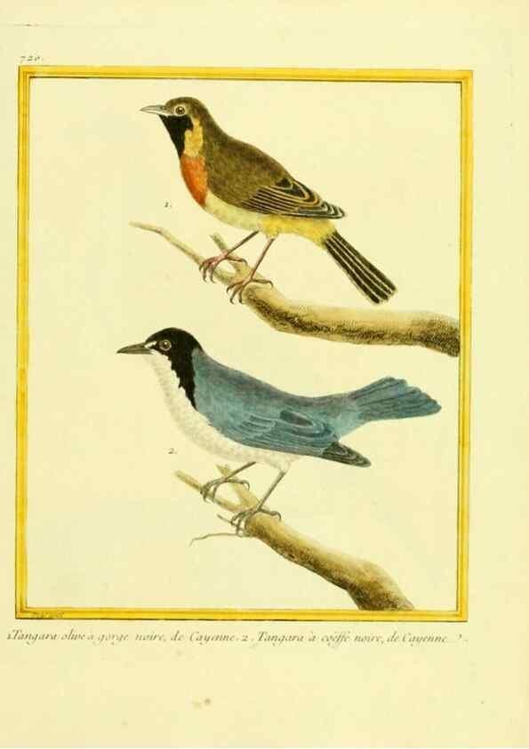 Reproducción/Reproduction 49640132331: Planches enluminées d'histoire naturelle. Paris? :s.n.,1765-1783?. 