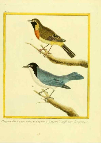 Reproducción/Reproduction 49640132331: Planches enluminées d'histoire naturelle. Paris? :s.n.,1765-1783?. 