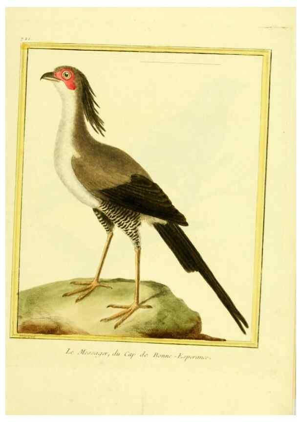 Reproducción/Reproduction 49640132656: Planches enluminées d'histoire naturelle. Paris? :s.n.,1765-1783?. 