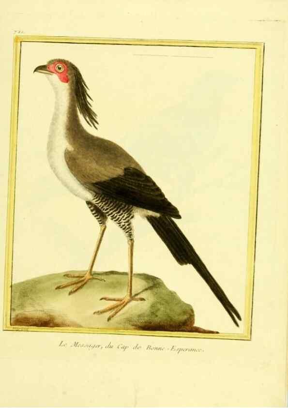 Reproducción/Reproduction 49640132656: Planches enluminées d'histoire naturelle. Paris? :s.n.,1765-1783?. 