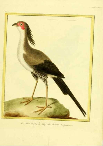 Reproducción/Reproduction 49640132656: Planches enluminées d'histoire naturelle. Paris? :s.n.,1765-1783?. 