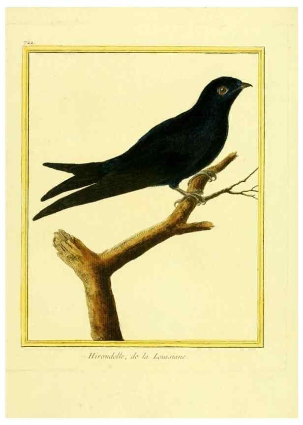 Reproducción/Reproduction 49640405772: Planches enluminées d'histoire naturelle. Paris? :s.n.,1765-1783?. 