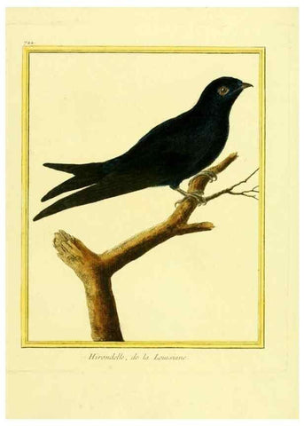 Reproducción/Reproduction 49640405772: Planches enluminées d'histoire naturelle. Paris? :s.n.,1765-1783?. 