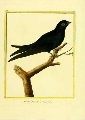 Reproducción/Reproduction 49640405772: Planches enluminées d'histoire naturelle. Paris? :s.n.,1765-1783?. 