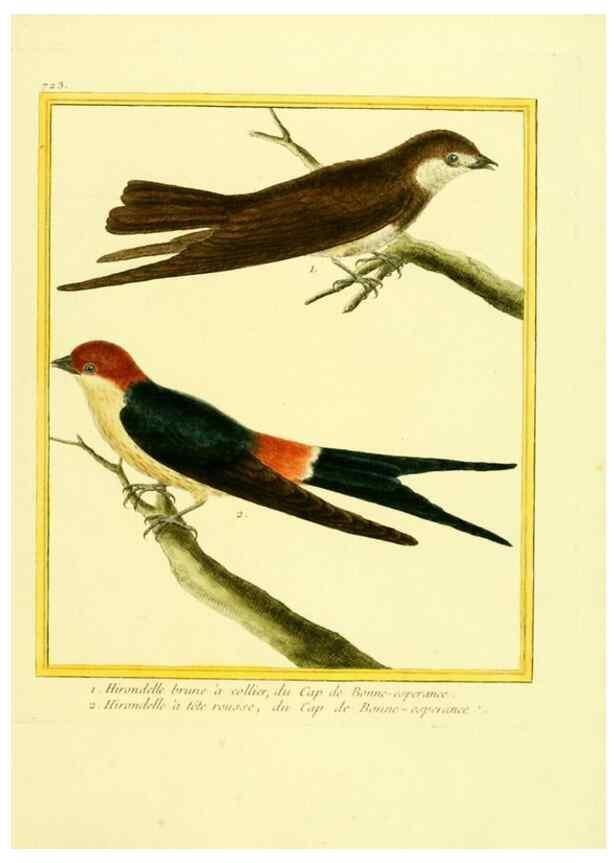 Reproducción/Reproduction 49640133246: Planches enluminées d'histoire naturelle. Paris? :s.n.,1765-1783?. 