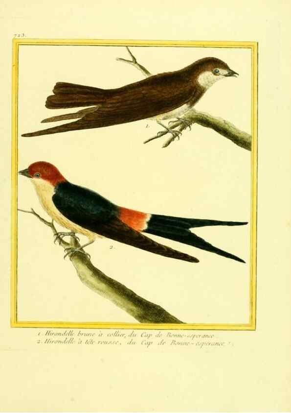 Reproducción/Reproduction 49640133246: Planches enluminées d'histoire naturelle. Paris? :s.n.,1765-1783?. 
