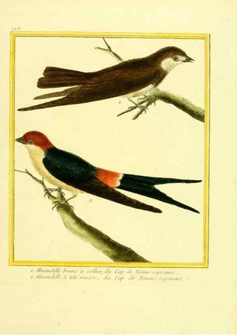 Reproducción/Reproduction 49640133246: Planches enluminées d'histoire naturelle. Paris? :s.n.,1765-1783?. 