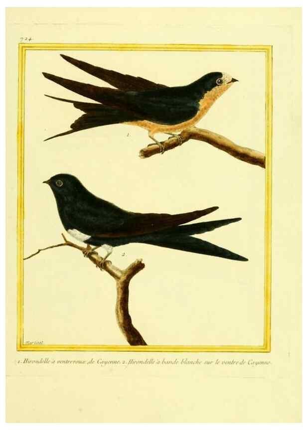 Reproducción/Reproduction 49640133536: Planches enluminées d'histoire naturelle. Paris? :s.n.,1765-1783?. 