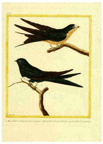 Reproducción/Reproduction 49640133536: Planches enluminées d'histoire naturelle. Paris? :s.n.,1765-1783?. 