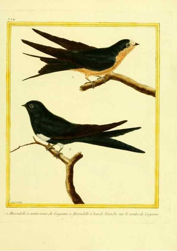 Reproducción/Reproduction 49640133536: Planches enluminées d'histoire naturelle. Paris? :s.n.,1765-1783?. 