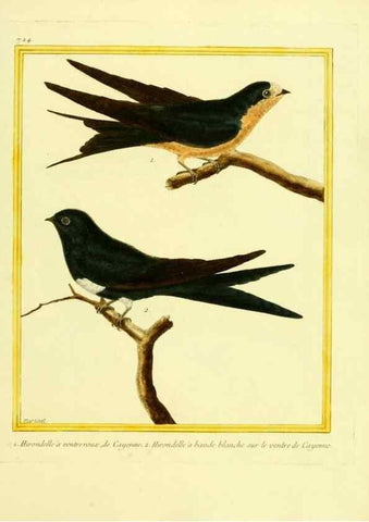 Reproducción/Reproduction 49640133536: Planches enluminées d'histoire naturelle. Paris? :s.n.,1765-1783?. 