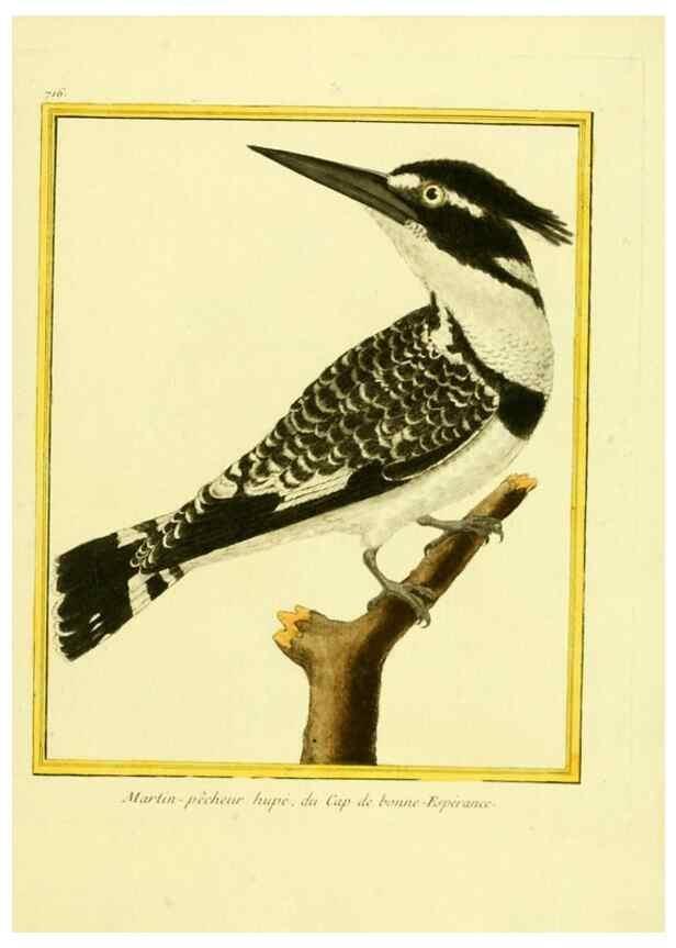 Reproducción/Reproduction 49640131221: Planches enluminées d'histoire naturelle. Paris? :s.n.,1765-1783?. 