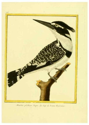 Reproducción/Reproduction 49640131221: Planches enluminées d'histoire naturelle. Paris? :s.n.,1765-1783?. 