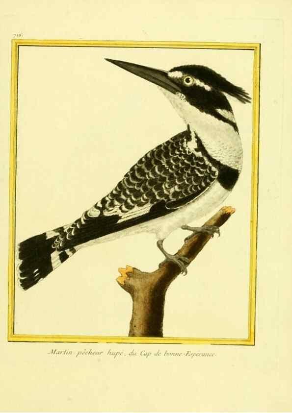 Reproducción/Reproduction 49640131221: Planches enluminées d'histoire naturelle. Paris? :s.n.,1765-1783?. 