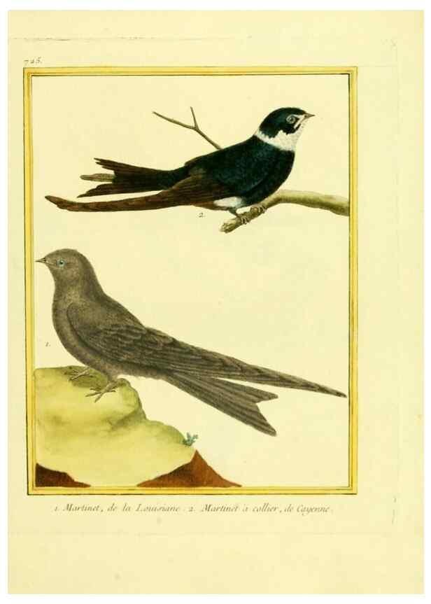 Reproducción/Reproduction 49640133721: Planches enluminées d'histoire naturelle. Paris? :s.n.,1765-1783?. 