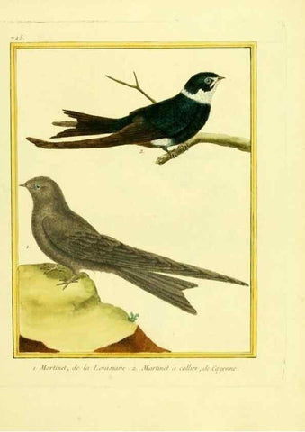 Reproducción/Reproduction 49640133721: Planches enluminées d'histoire naturelle. Paris? :s.n.,1765-1783?. 