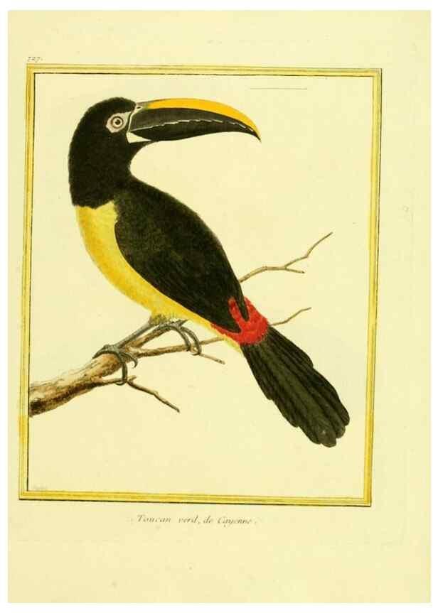 Reproducción/Reproduction 49640134106: Planches enluminées d'histoire naturelle. Paris? :s.n.,1765-1783?. 