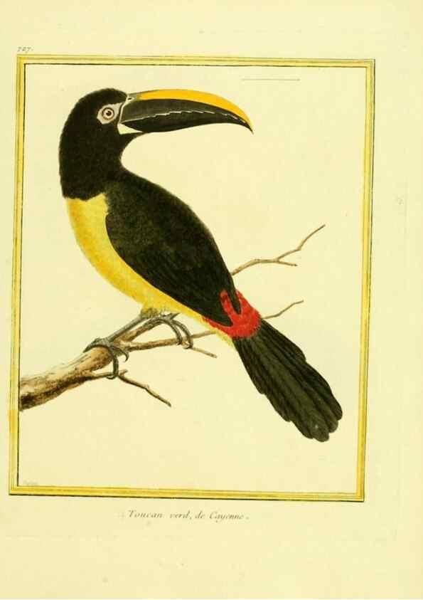 Reproducción/Reproduction 49640134106: Planches enluminées d'histoire naturelle. Paris? :s.n.,1765-1783?. 