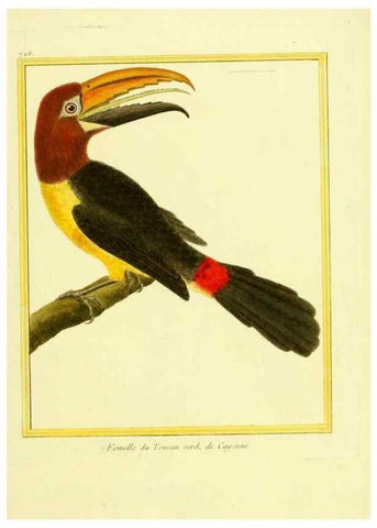 Reproducción/Reproduction 49640134326: Planches enluminées d'histoire naturelle. Paris? :s.n.,1765-1783?. 